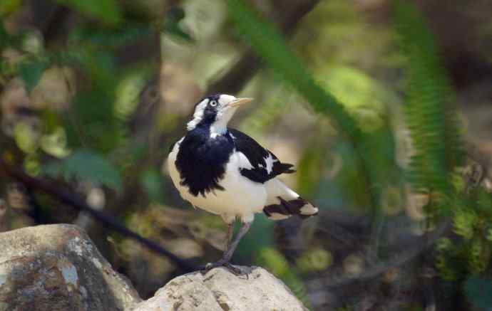 澳洲拍鸟鈥斺敶蚶α料啵1) 澳洲拍鸟鈥斺敶蚶α料啵1)