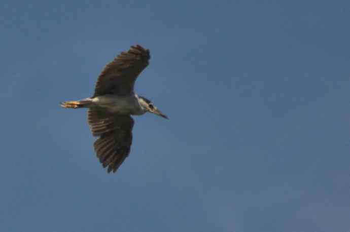 飞（夜鹭） wbr5