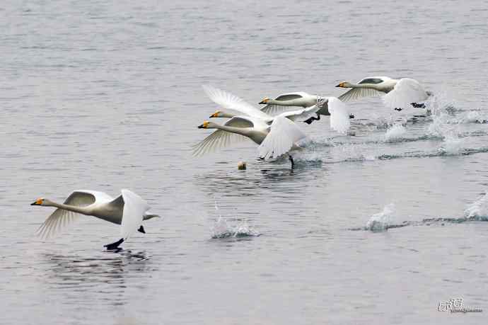 烟墩角&nbsp;wbr路&nbsp;wbr再次与大天鹅亲密相处