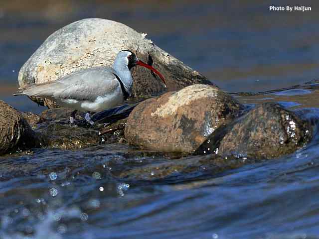 峡谷中观赏百态鹮嘴鹬