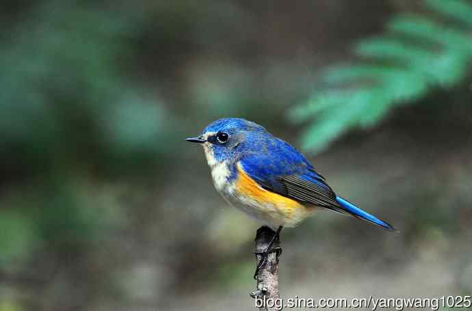 雄性红胁蓝尾鸲（13）