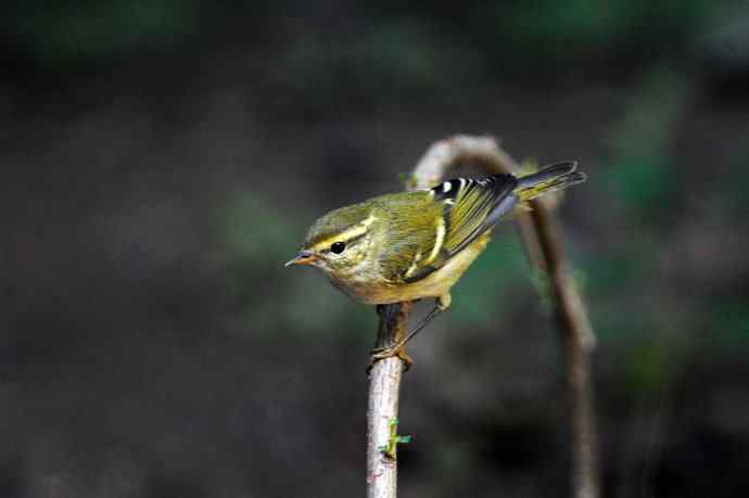 黄眉柳莺（16）