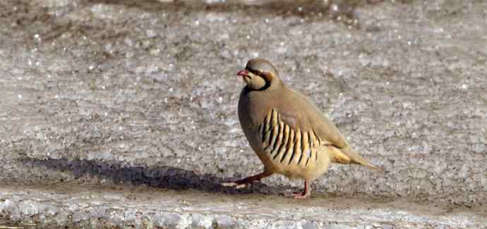 涧底有鸡鸣 wbr石上意踟躇