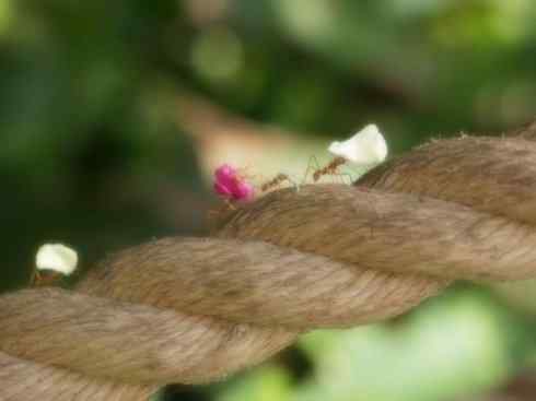 十大喜食蜂蜜动物：法老蚁
