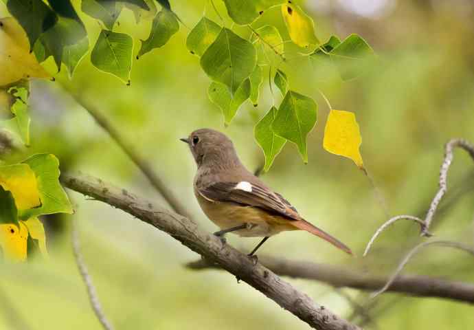 230.打鸟归来收获多多---2.北红尾鸲 230.打鸟归来收获多多---2.北红尾鸲