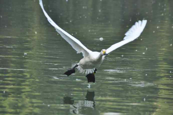 白天鹅、斑头雁