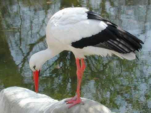另类鸟类建筑师之一（白鹳、秃鹳）