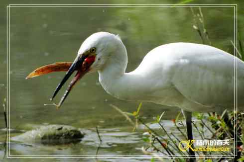 鈥溎袢蒜澋木适澜纭菊掌