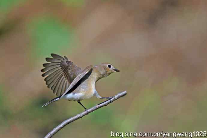 秋天的红喉姬鹟（11）