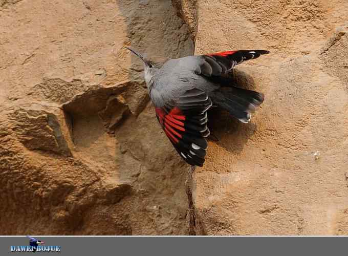 红翅蝶影 wbr炫舞山崖