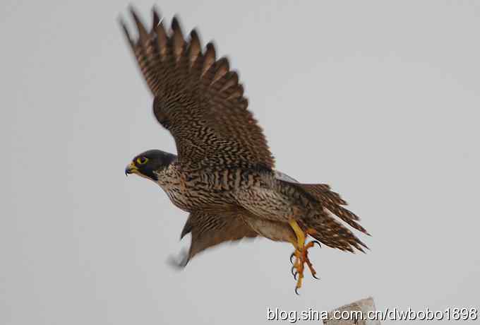 捕猎的游隼