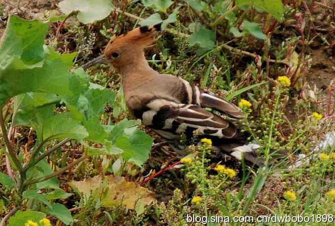 戴胜护驾南海子