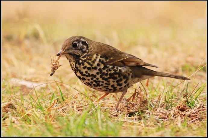 梅园: wbr甚不惧生的宝兴歌鸫 梅园: wbr甚不惧生的宝兴歌鸫