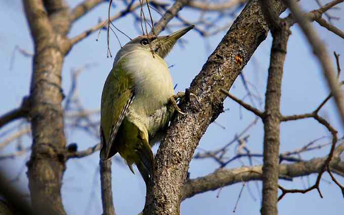 北京植物园赏鸟（十六），灰头绿啄木鸟（组图）