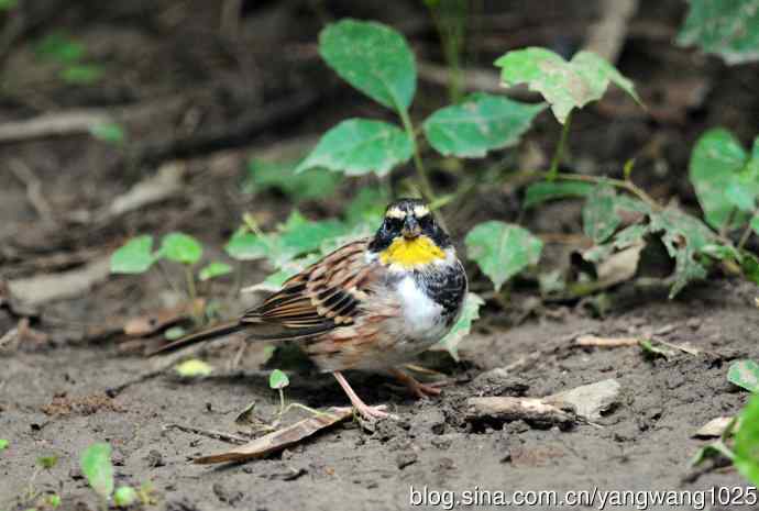 雄性黄喉鹀（1）