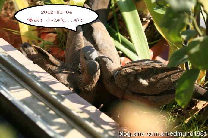 珠颈斑鸠育儿记