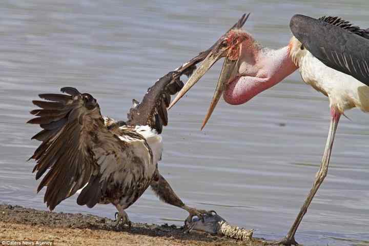 为了一条鱼，两只鸟大打出手！
