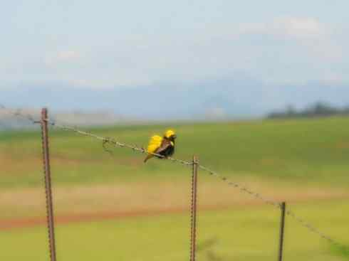 十大鸟类建筑师之二（织布鸟、维达雀）