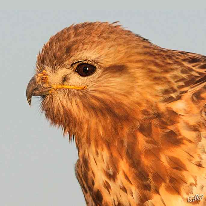 官厅水库&nbsp;wbr路&nbsp;wbr沐浴夕阳的大鵟