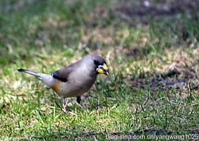黑尾蜡嘴雀 黑尾蜡嘴雀