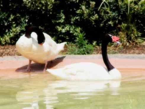 奇特的盔：黑颈天鹅