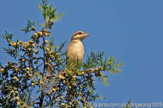 虎纹伯劳(1) 虎纹伯劳(1)