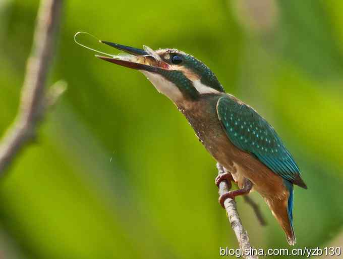 小翠吃虾（组图，16张图片）