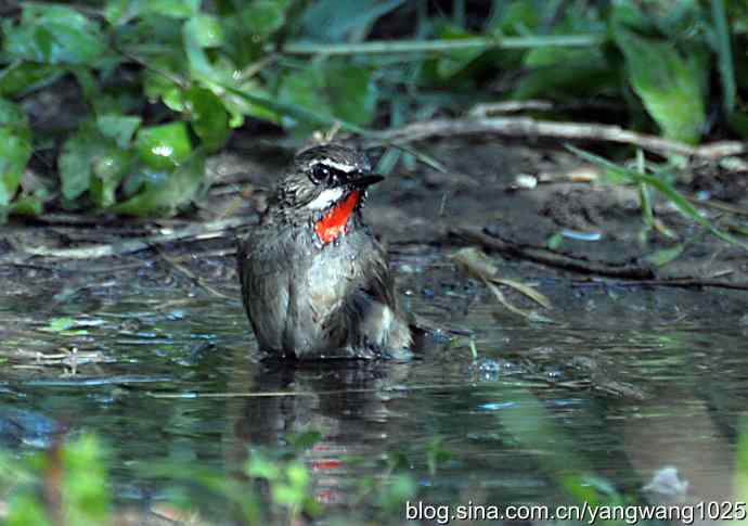 红喉歌鸲（雄性）续2