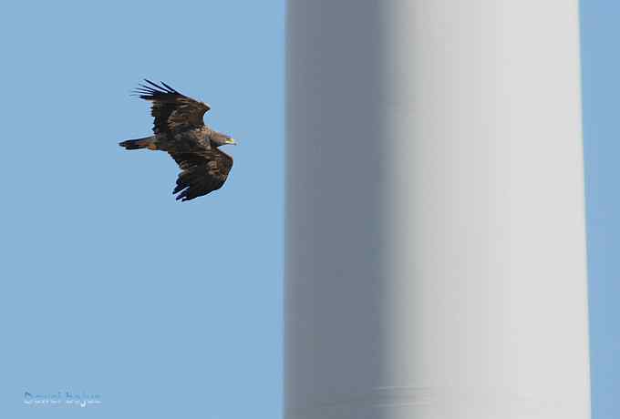穿越大风车的草原大猛 穿越大风车的草原大猛