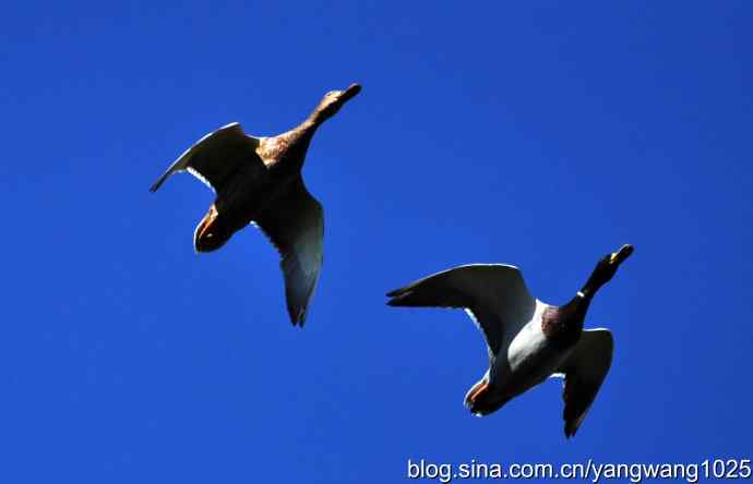 飞 wbr（绿头鸭）