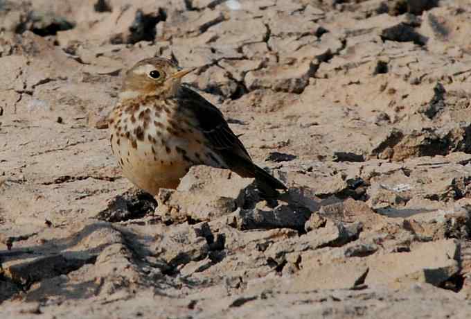 小白鹭现身京西永定河湿地