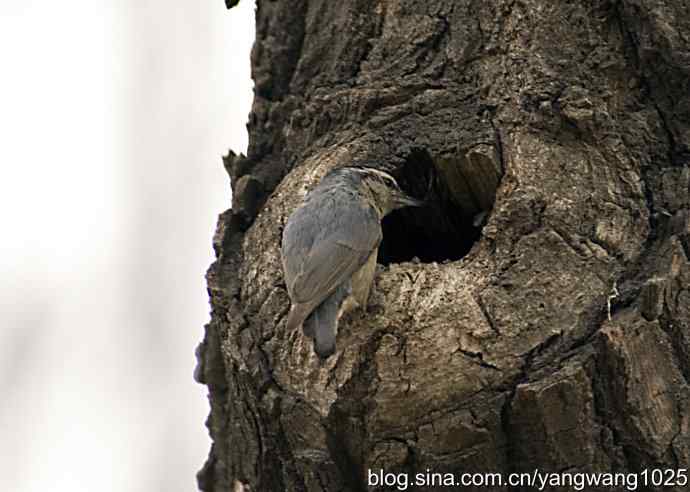 黑头鳾（shi）的小家