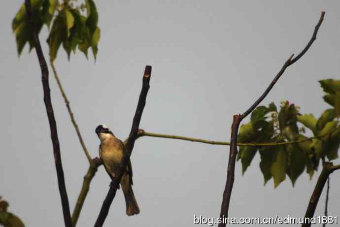浦东世纪公园拍水鸡