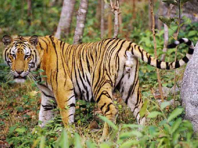 犬科：薮犬亚科豺属之豺