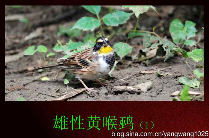 雄性黄喉鹀（1）