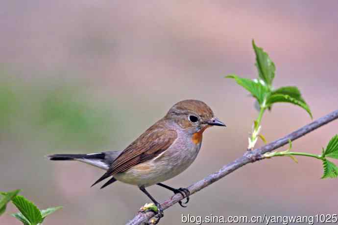 雄性红喉姬鹟（17）