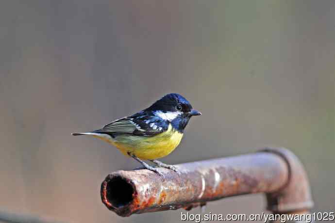 黄腹山雀（16）
