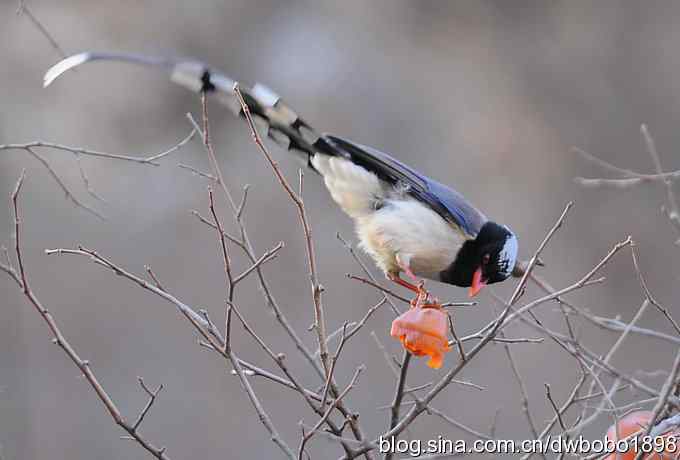 山光悦鸟性 wbr偶心竞翔飞 山光悦鸟性 wbr偶心竞翔飞
