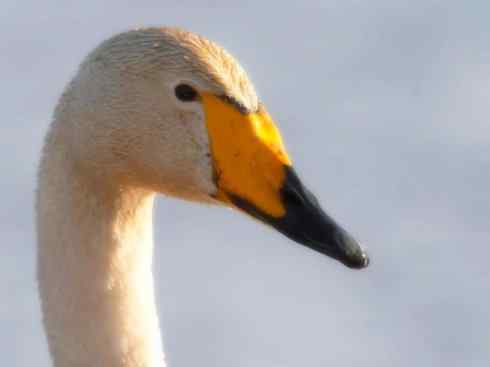 雁鸭之最之三 雁鸭之最之三