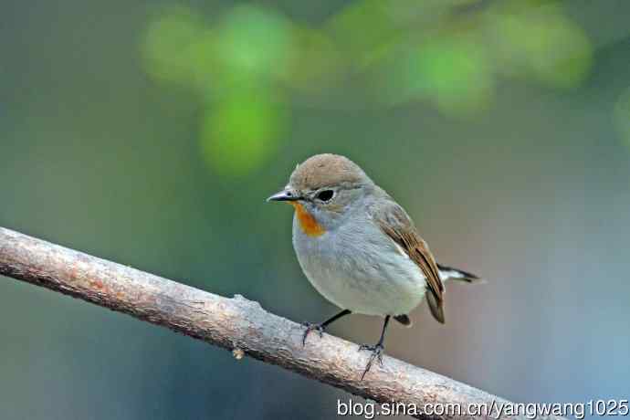 雄性红喉姬鹟（16）