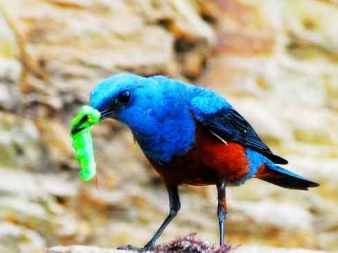 美丽无罪：雀鸟之矶鸫