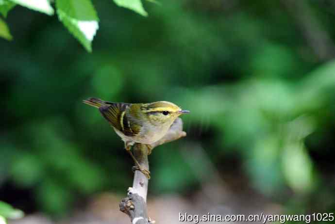 黄腰柳莺（6）