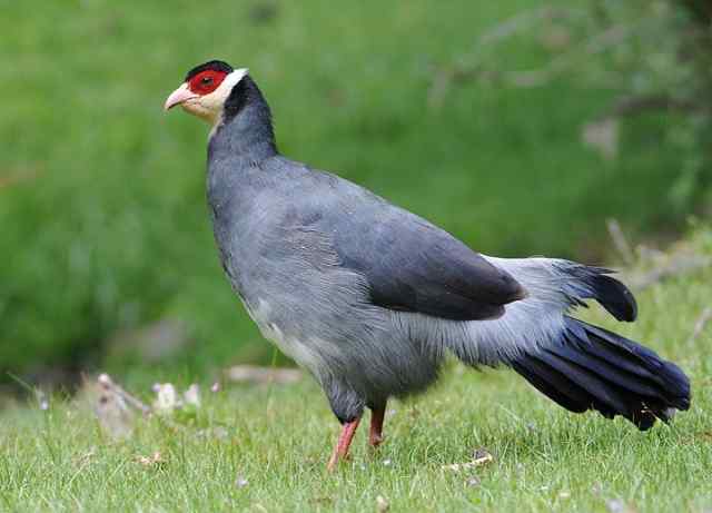 马鸡——中国特殊的鸟类