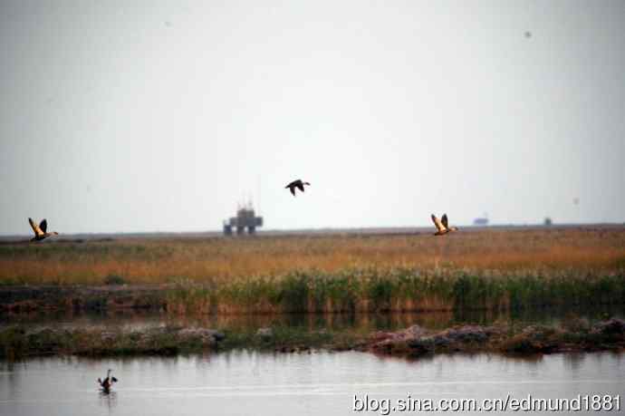 崇明东滩湿地公园十一月鸟况-望远镜打鸟