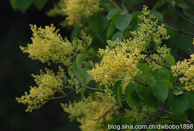 植物园六月的花鸟