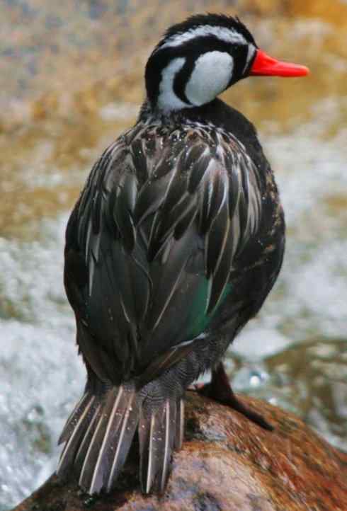 雁鸭之最之九（夏威夷雁、湍鸭、鹊雁）