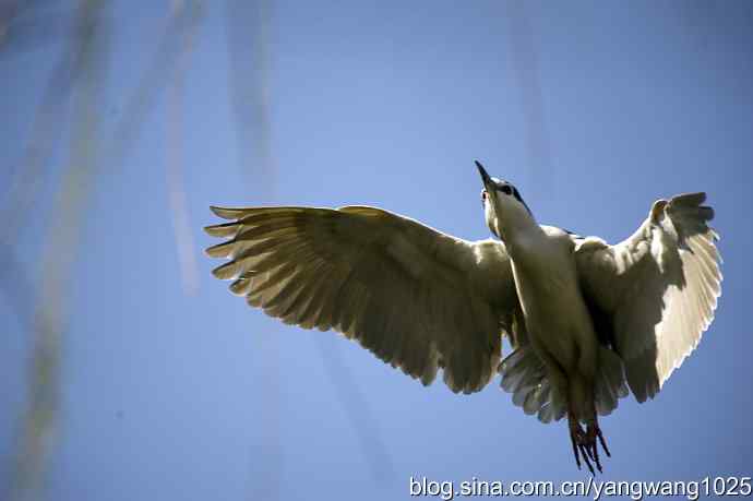 建家筑巢（夜鹭）