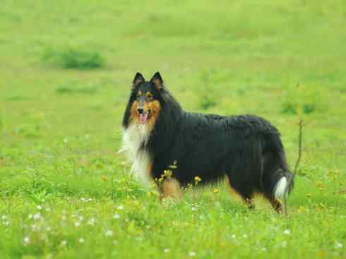 犬科：犬亚科犬属之澳洲野犬、歌唱犬、家犬