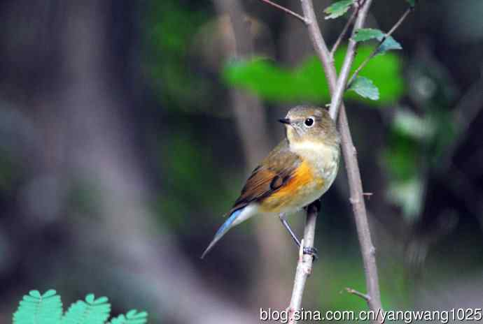 雌性红胁蓝尾鸲（47）