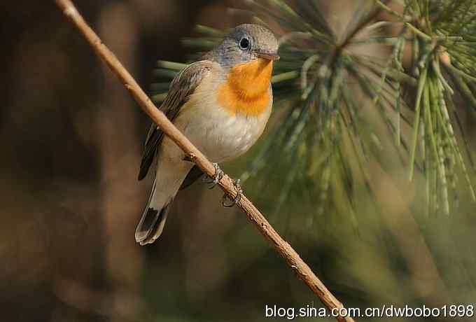 小鸟汲水图 wbrbobo打鸟歌